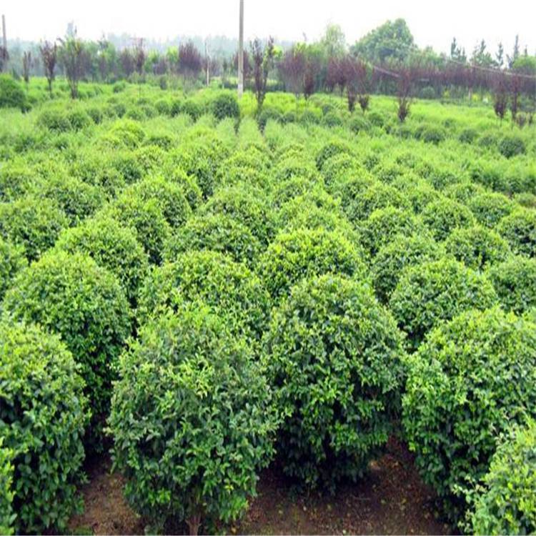 这种常见水果含水量很高关键还稳血糖、百家乐不怕胖适合全家人吃