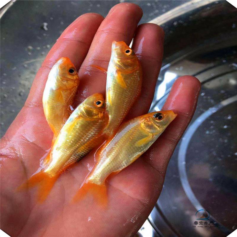 茂名求购红鲤鱼苗省料易养兴国红鲤鱼苗