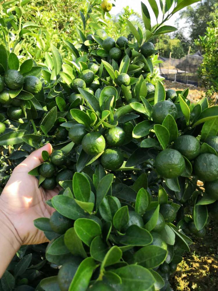 青金桔苗海南公孙桔四季青金桔苗