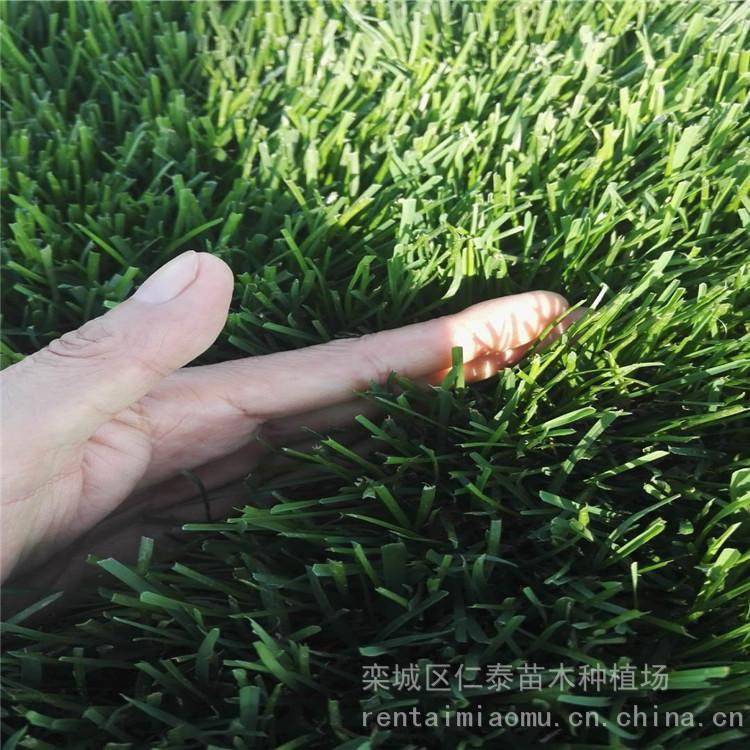 草坪种种子草坪 急需腾地草皮卷 巨紫荆种子