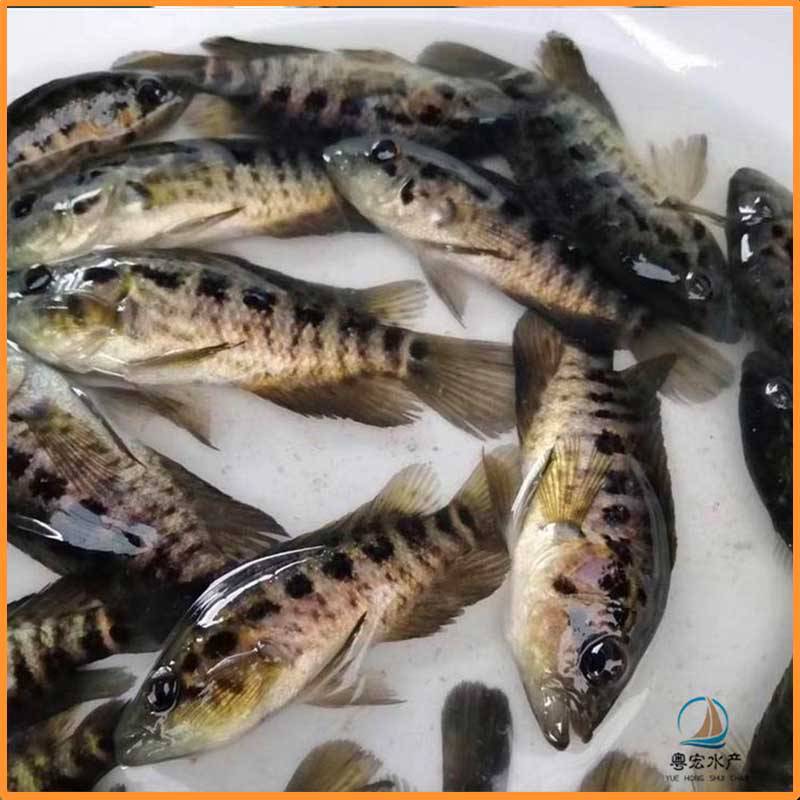 銷售珍珠斑魚苗淡水石斑魚苗苗場