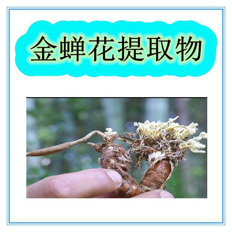 金蝉花提取物斯诺特生物喷雾干燥水提粉压片糖果原料- 供应商网