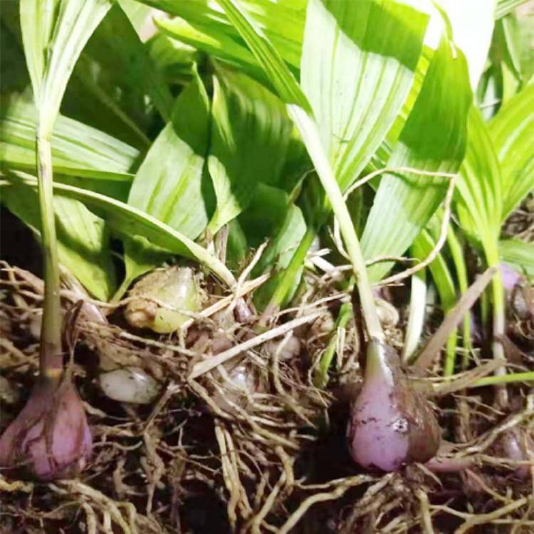 国庆节日松果菊花卉 松果菊点击询价 茗茜花卉 园林批发