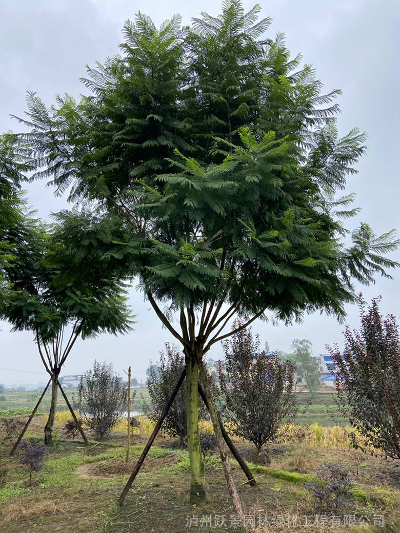 跃景园林供应四川20cm蓝花楹20公分全冠泸州蓝花楹价格