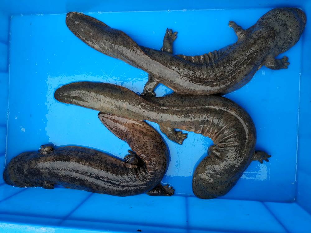 大鲵喜阴怕光,生长速度较慢,在野生条件下要5～6年方可性成熟,体重达