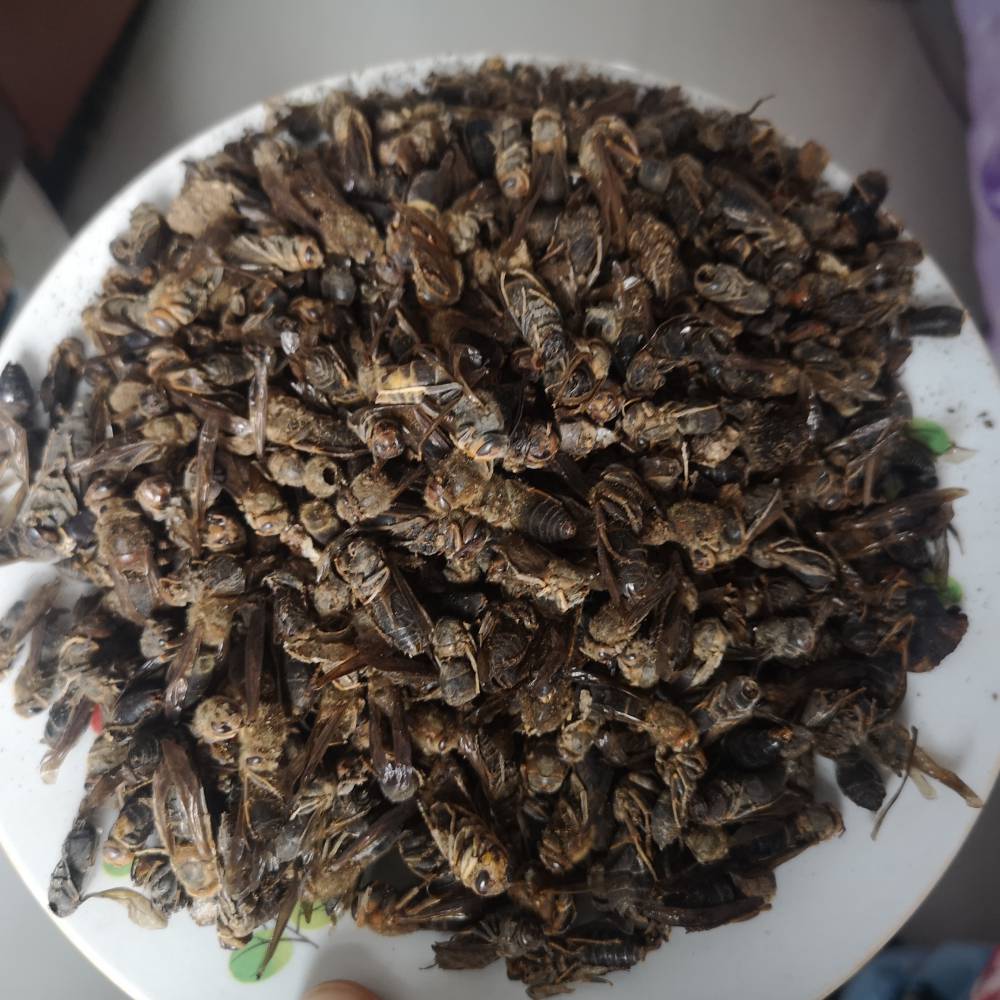 野生黄蜂中药黄蜂价格黄蜂的功效