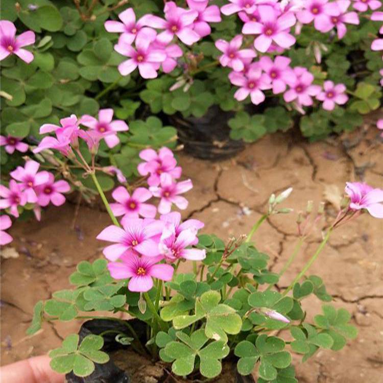 基地批发酢浆草 绿化用时令草花 酢浆草种子