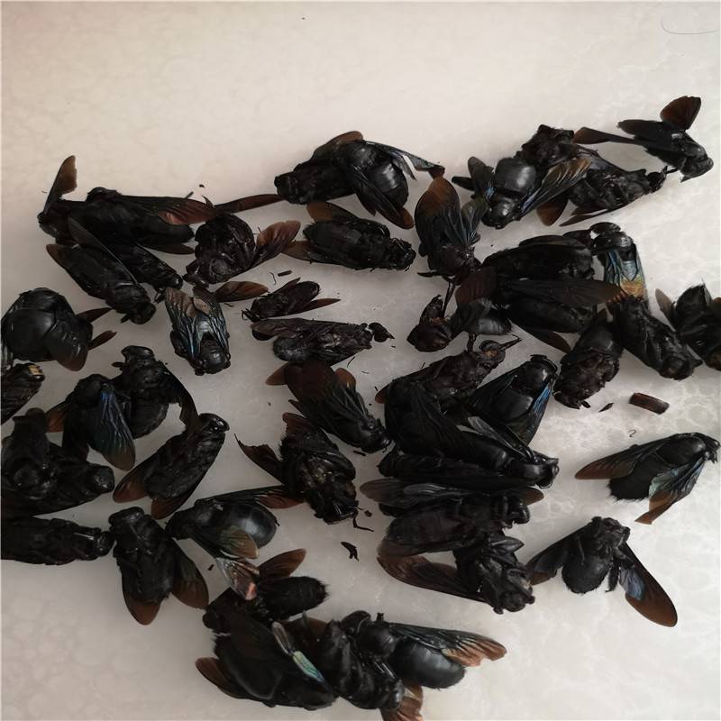 竹蜂哪里购买竹蜂是什么蜂竹蜂价格多少一公斤