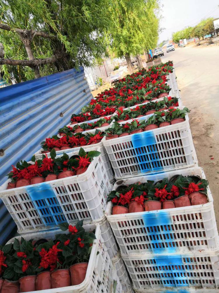 一串红种植基地一串红花卉批发价格园林绿化一串红草花公园摆花一串红