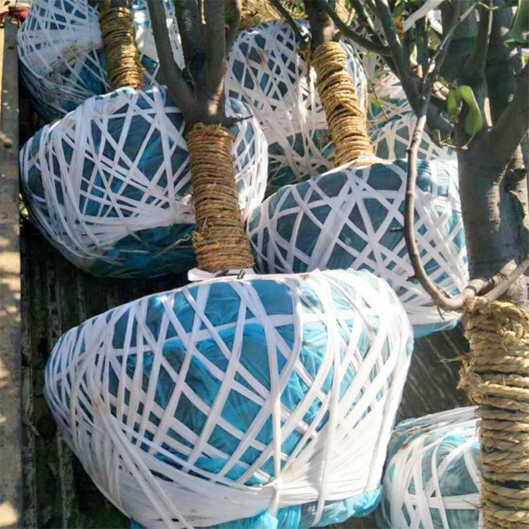 起树打土球用的布条包树球白色布可在自然环境下分解