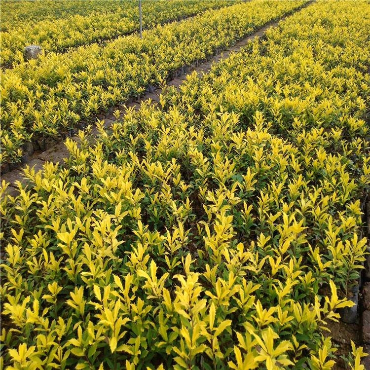 出售黄金枸骨球园林小区庭院绿化常用树公路旁常用灌木苗