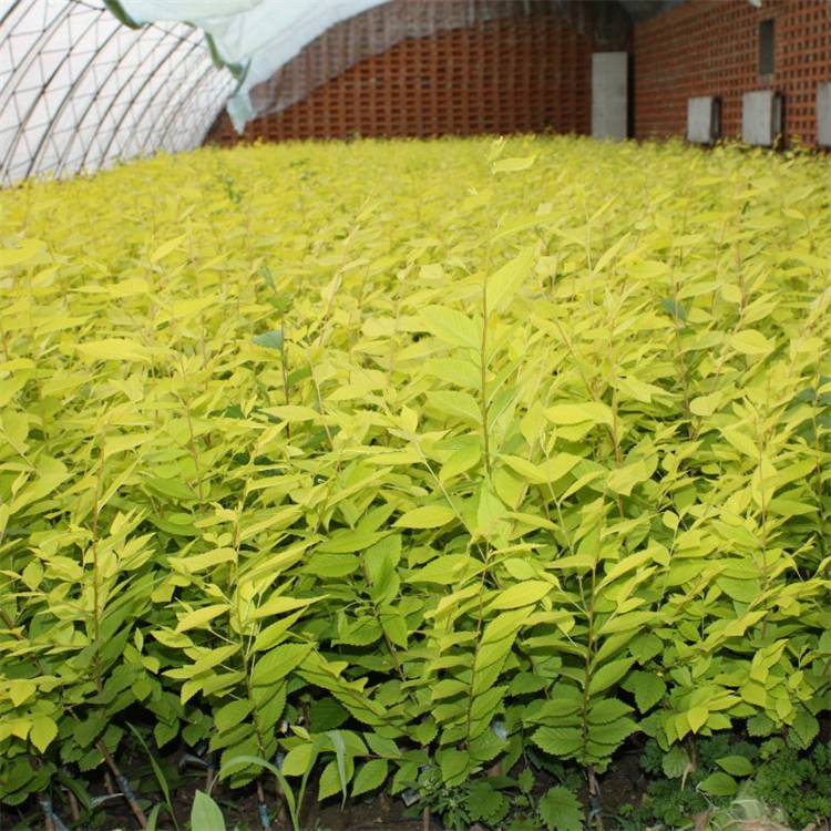 出售金叶榆篱绿篱色块苗木庭院公园工程行道风景绿化苗木