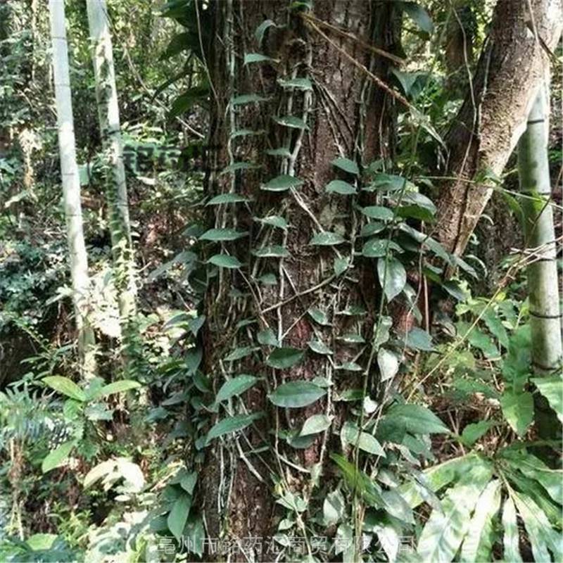 石楠藤图片供应中药材石南藤