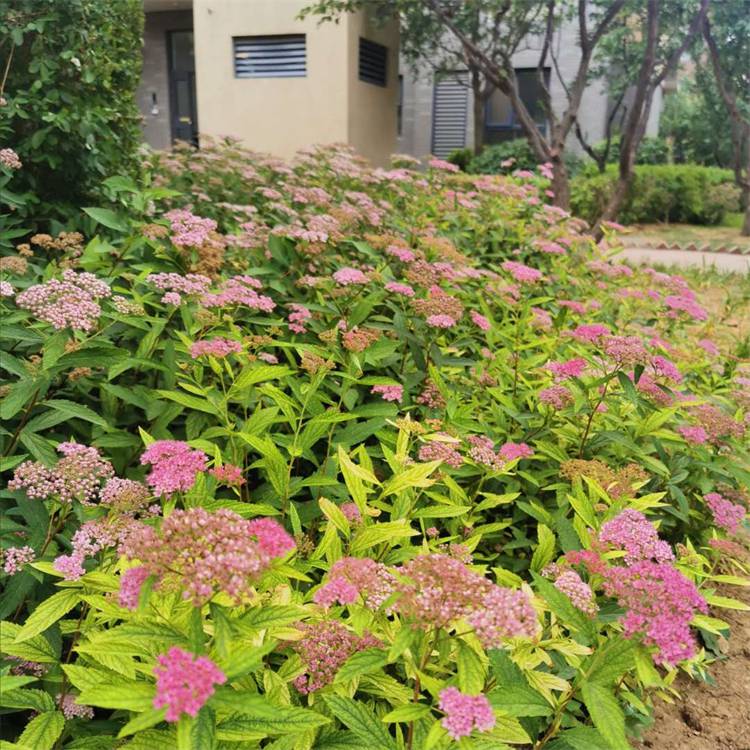 耐寒地被植物日本绣线菊花坛花镜绿篱观赏绿化花卉