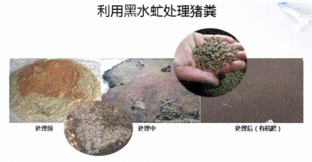 1230型黑水虻直线筛分机虫粪分离筛11kw黑虻虫大小分级振动筛