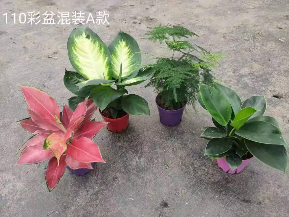 观叶植物盆栽万年青基地 批发粉黛万年青广东万年青玛丽安租赁观叶盆栽耐摆放 价格 厂家 中国供应商 观叶植物盆栽万年青基地 批发粉黛万年青广东万年青玛丽安租赁观叶盆栽耐摆放 价格 厂家 中国供应商