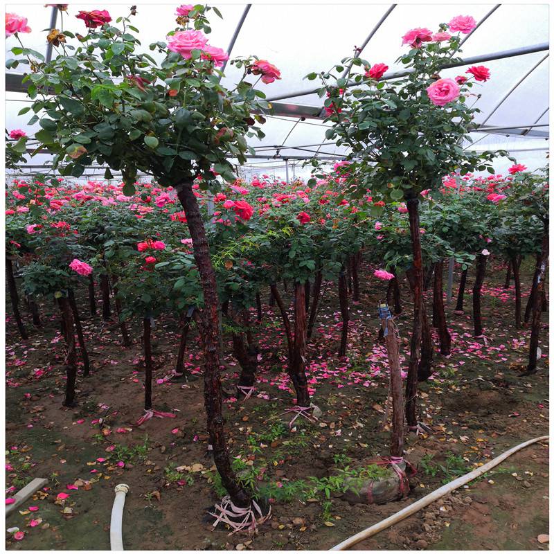 高杆月季树苗价格树桩月季批发3公分5公分大花月季树基地