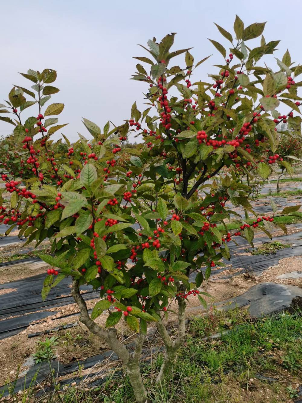 庭院種植格瑞北美冬青一年生拉薩北美冬青樹苗切枝種植方法