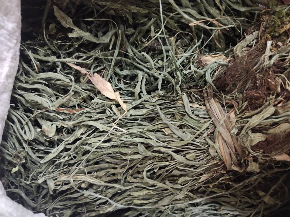 中药马蹬草批发马蹬草的价格