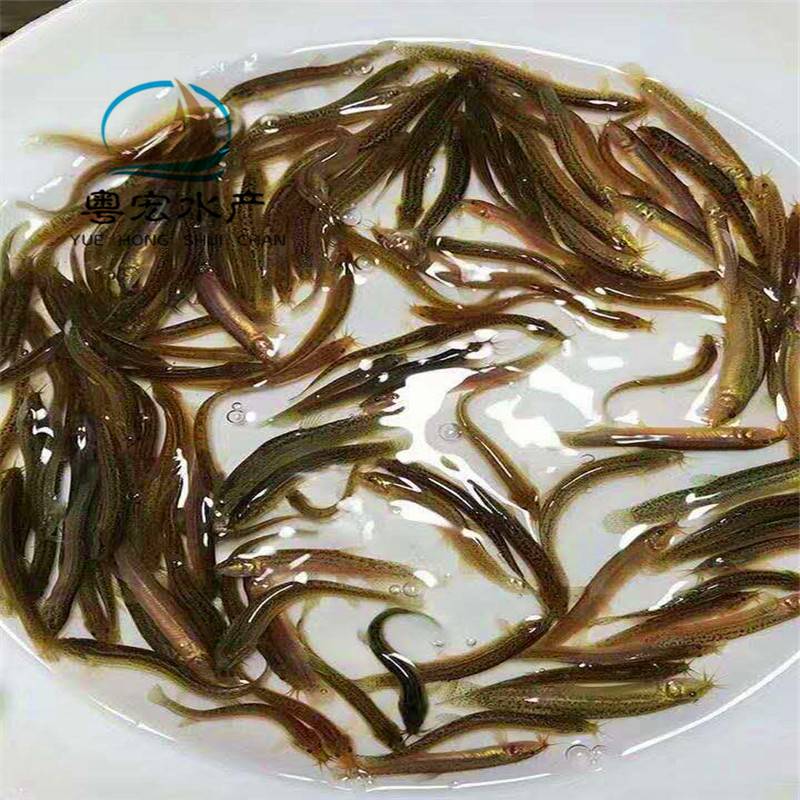 供应钢鳅鱼苗良种大副麟泥鳅苗泥鳅水花体长形呈圆柱状