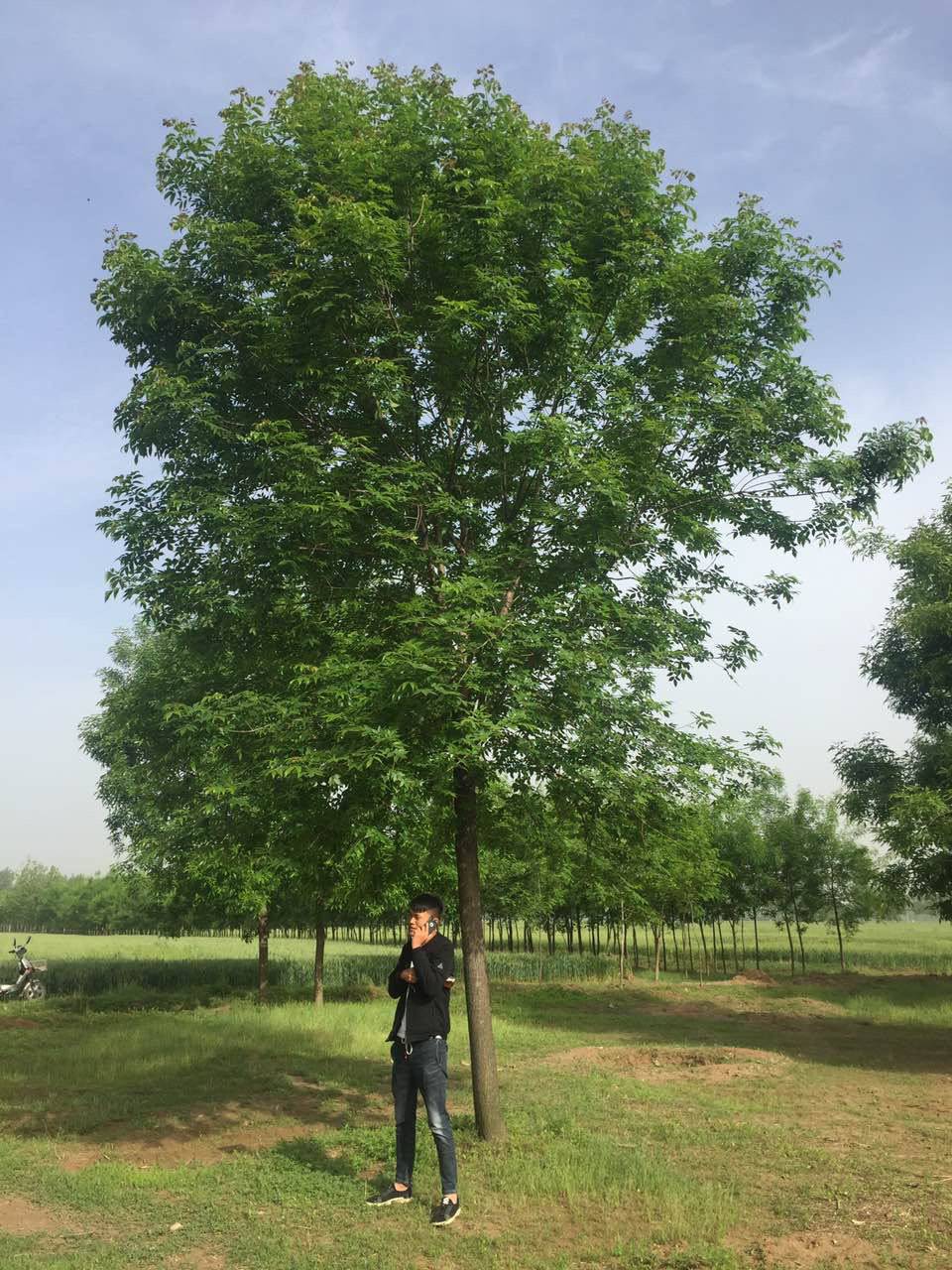 【山东供应15公分白蜡报价15公分老白蜡价格】价格_厂家 - 中国供应商