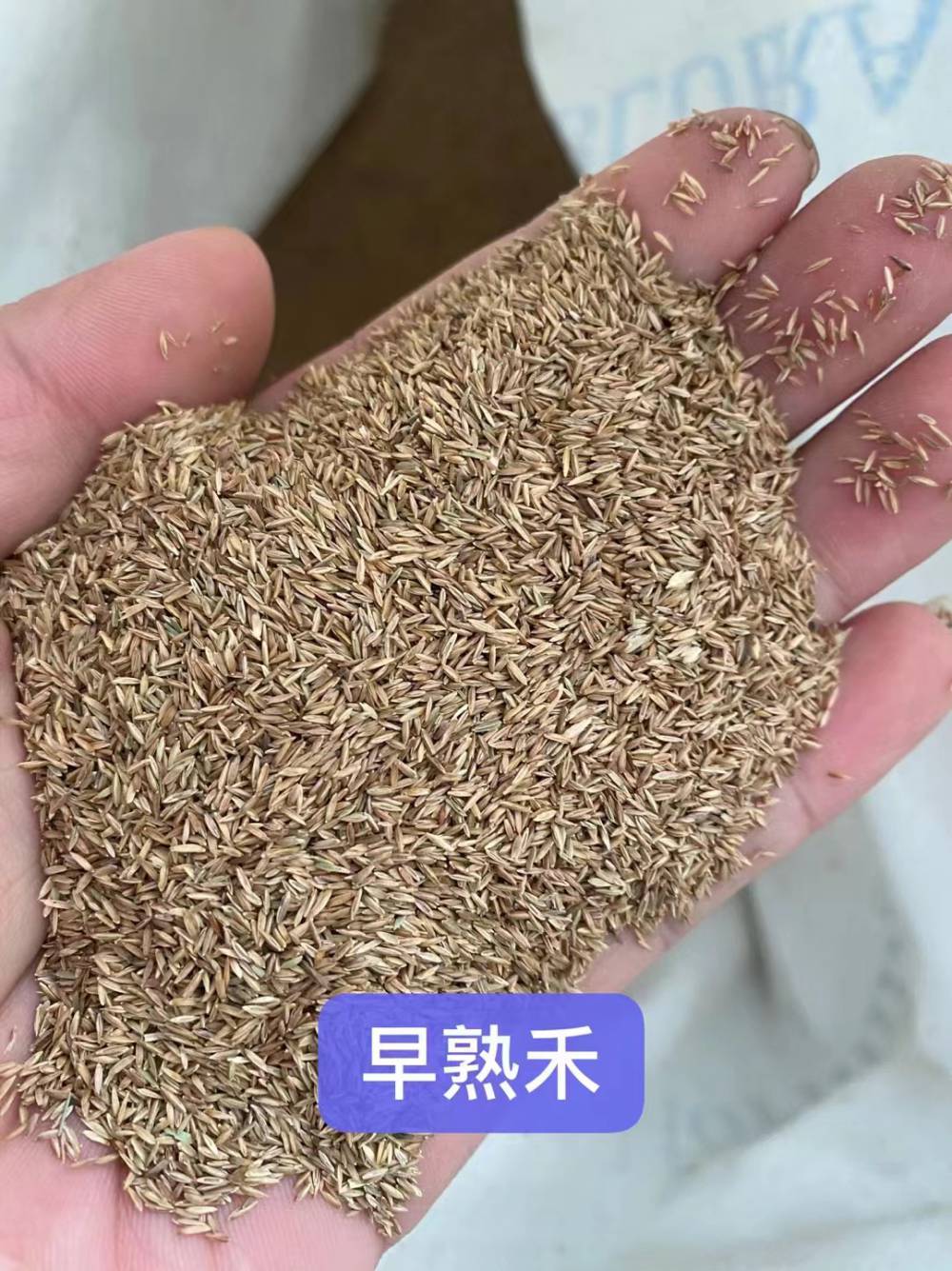 藿香普通矢车菊花籽三色堇花种子神香草百脉根草籽马尾松铜钱树
