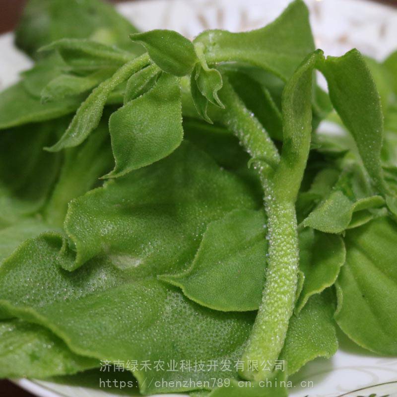 日本冰草冰花种子基地种植四季青菜种籽蔬菜种孑