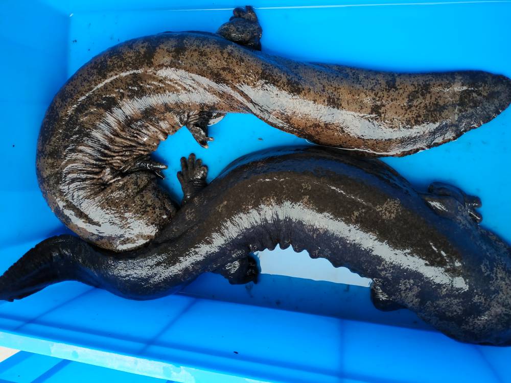 人工养殖娃娃鱼多少钱新年娃娃鱼多少钱一斤批发娃娃鱼养殖场