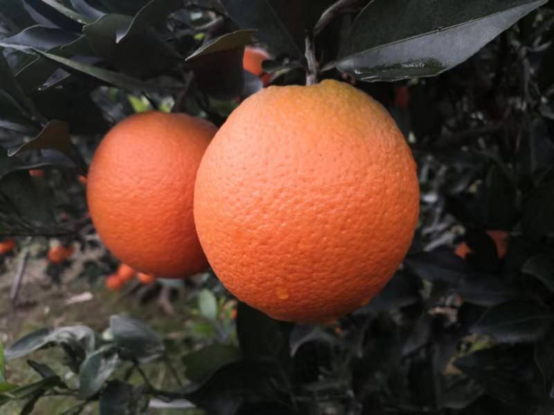 什么品种的橙子好吃园丰脐橙口感好水分足