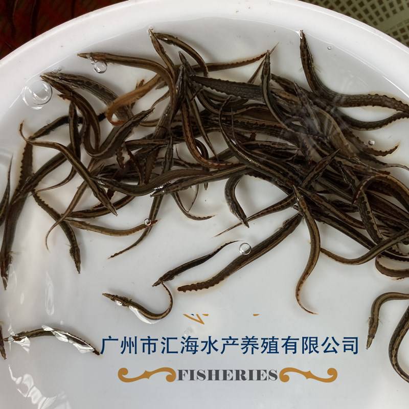 特种鱼苗中华大刺鳅鱼苗批发刺鳅鱼苗钢鳅刀鳅鱼苗石锥鱼猪麻锯鱼苗