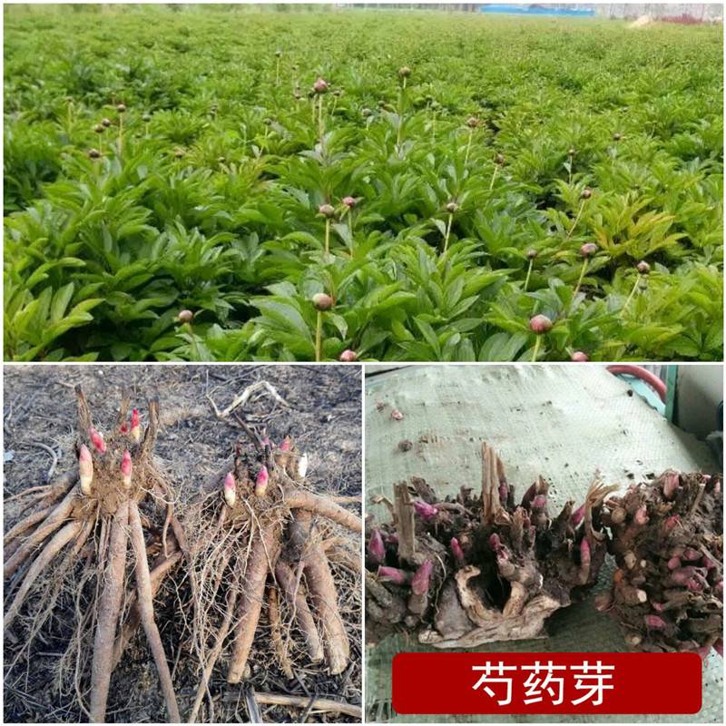 白芍芽 白芍一亩地种植3000棵