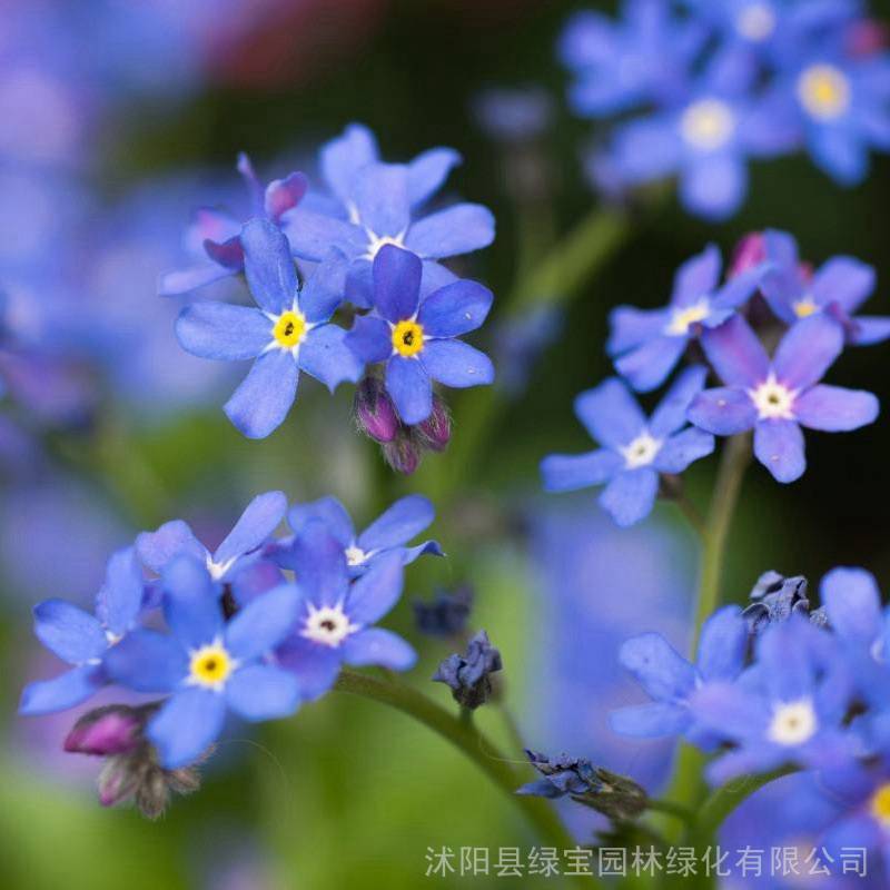 今天小編就為大家介紹一下勿忘我的發芽以及開花的時間,希望大家可以