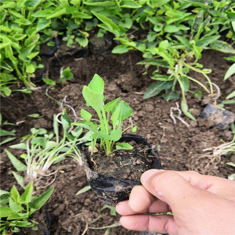 茗茜花卉出售紫花地丁公路两侧用草花紫花地丁种子