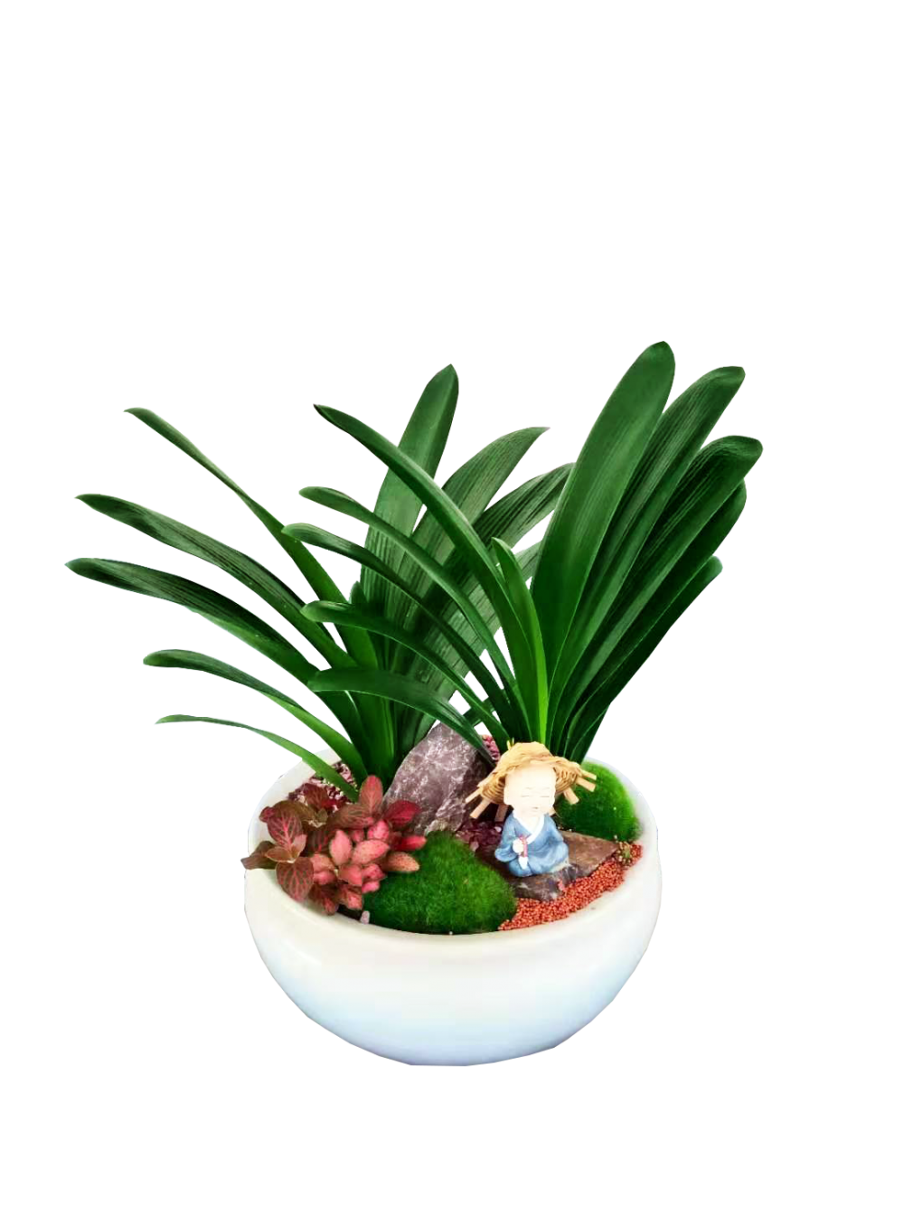 福田梅林办公室绿植租摆个性打造绿色空间品种款式多样图片