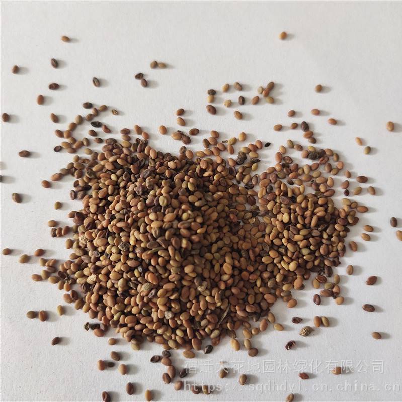 新采摘牧草种子草木犀种子发芽率高价格便宜批发价