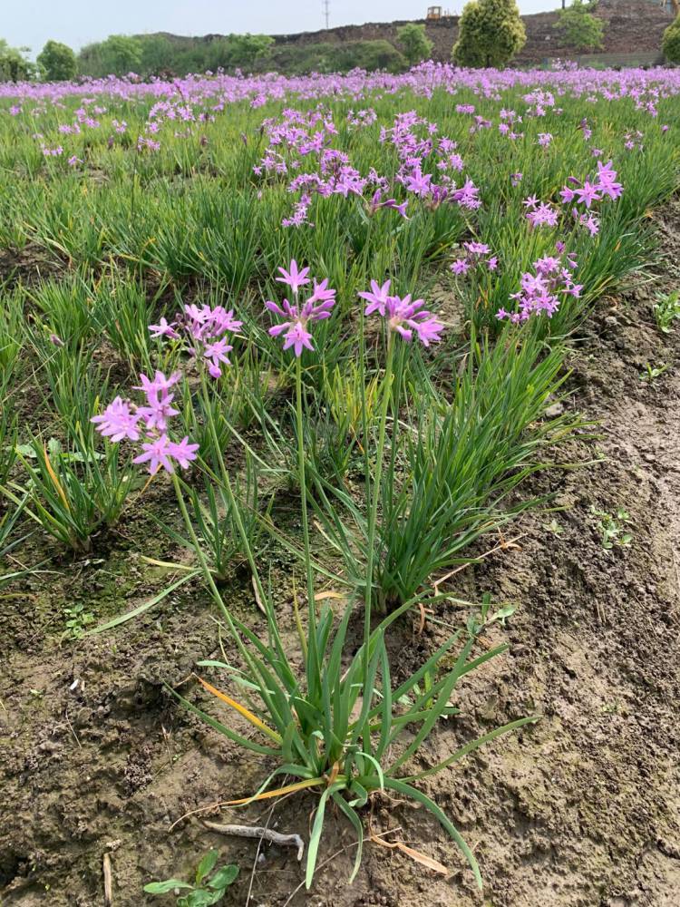 佳颖园艺紫娇花好货供货量组紫娇花价格