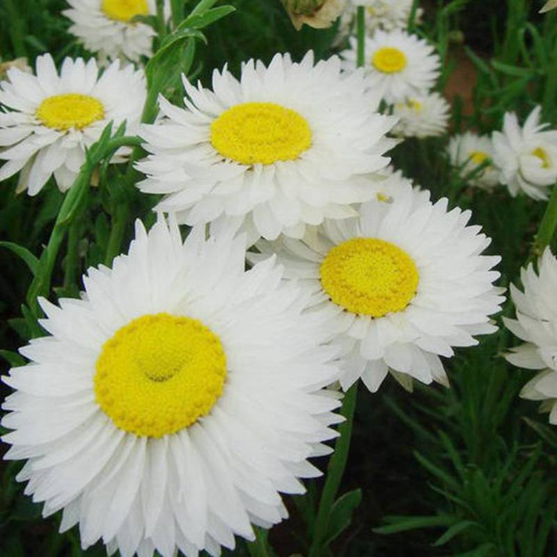 批发零售永生菊种子新种子上市量大发芽率高