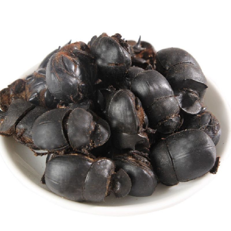 蜣螂药用什么价值大将军推粪虫推屎爬屎蛒螂粪球虫铁甲将军牛屎虫推车