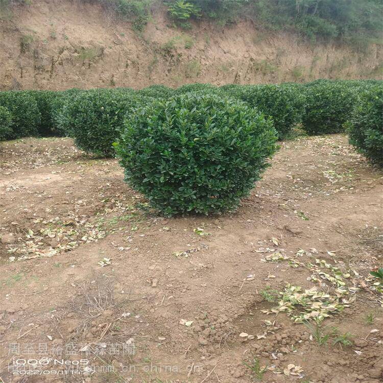 大叶黄杨 绿化工程造型球 冬青 耐寒常绿苗木