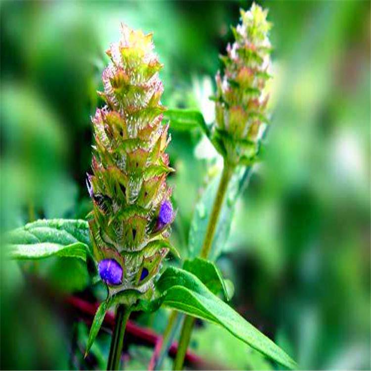 夏枯草夏枯草苗夏枯草价格