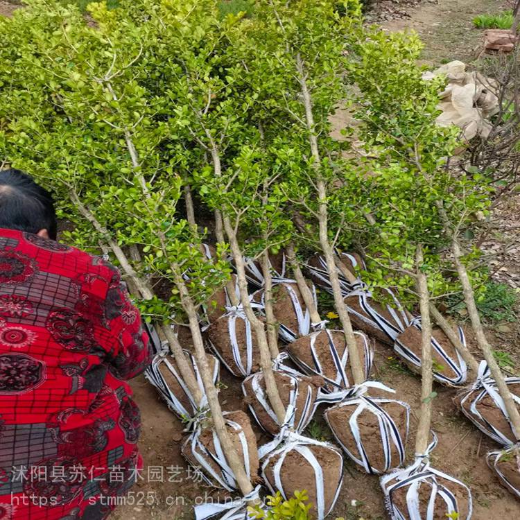 小叶黄杨树小叶黄杨树苗14公分粗价格多少钱一棵