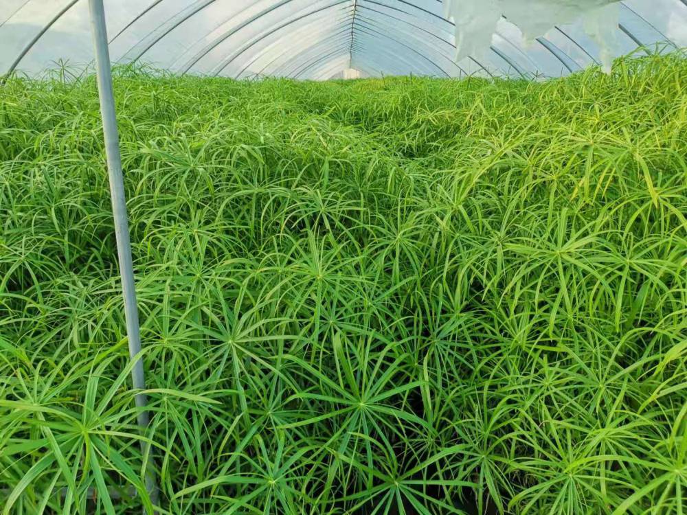 佳颖水生植物基地批发旱伞草旱伞草价格浙江旱伞草风车草湿地绿化 杭州萧山佳颖园艺场