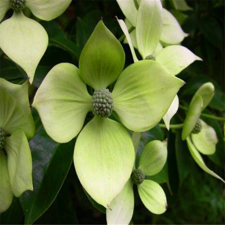 长期供应香港秀丽四照花丛生四照花树形优美量大优惠