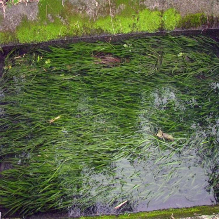 苦草耐寒四季刺矮型矮生矮化水韭菜扁担草水生植物大量优惠