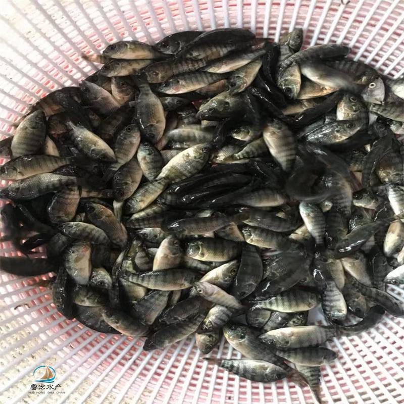 非洲羅非鯽魚苗提供養殖技術海南一號羅非魚苗