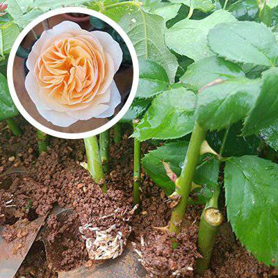 云南月季苗-大花月季苗-云南清情苗圃基地-批发零售,花型好,高成活