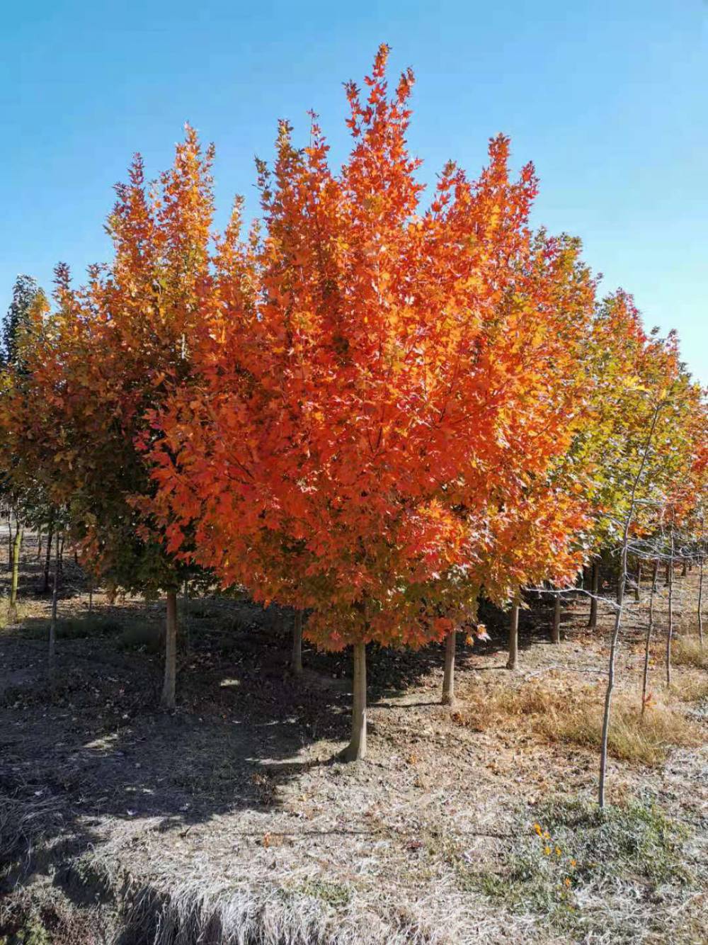 糖槭纪念品小区庭院公园造景绿化行道防护树地被护土