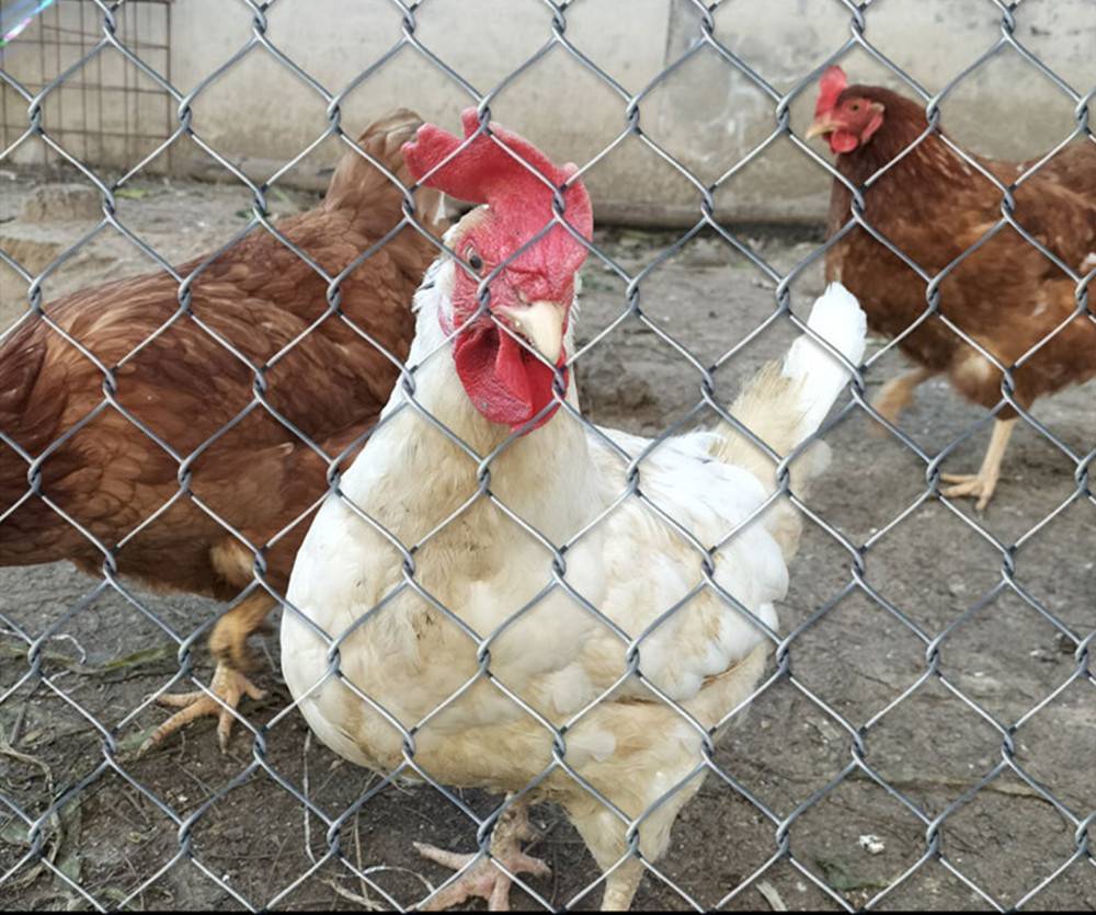 养殖菱形防护围栏网