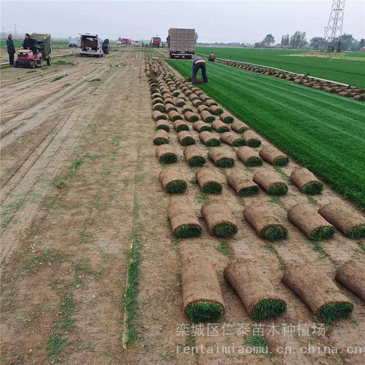 黑麦草草坪多少钱一平方 ***草坪 草皮卷 琉璃苣种子