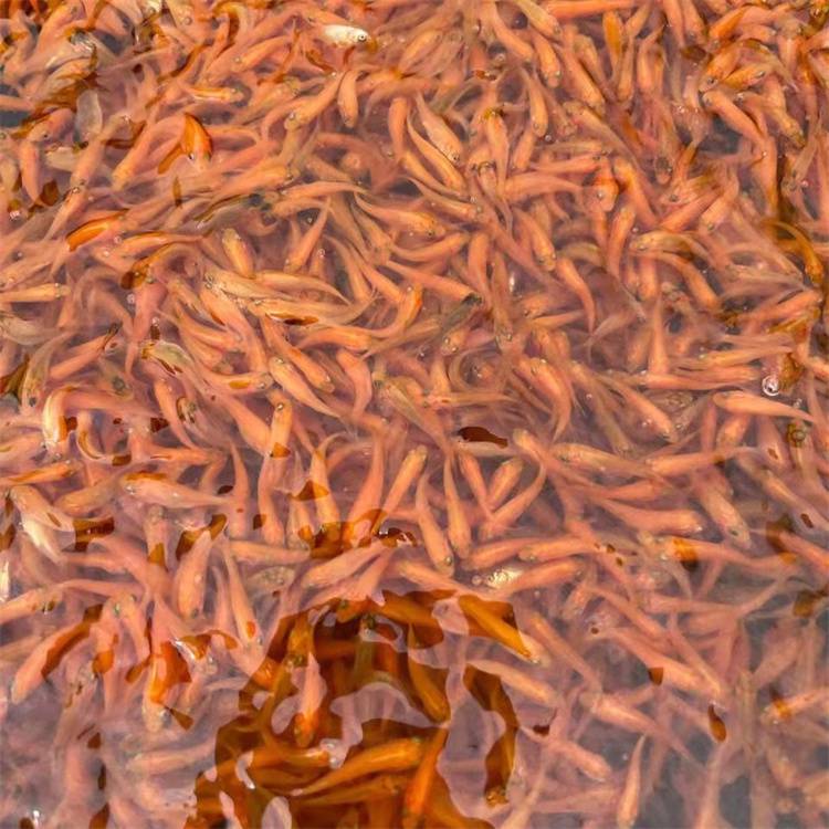 养殖成活率高红鲤鱼鱼苗淡水鲤鱼水花苗一件代发